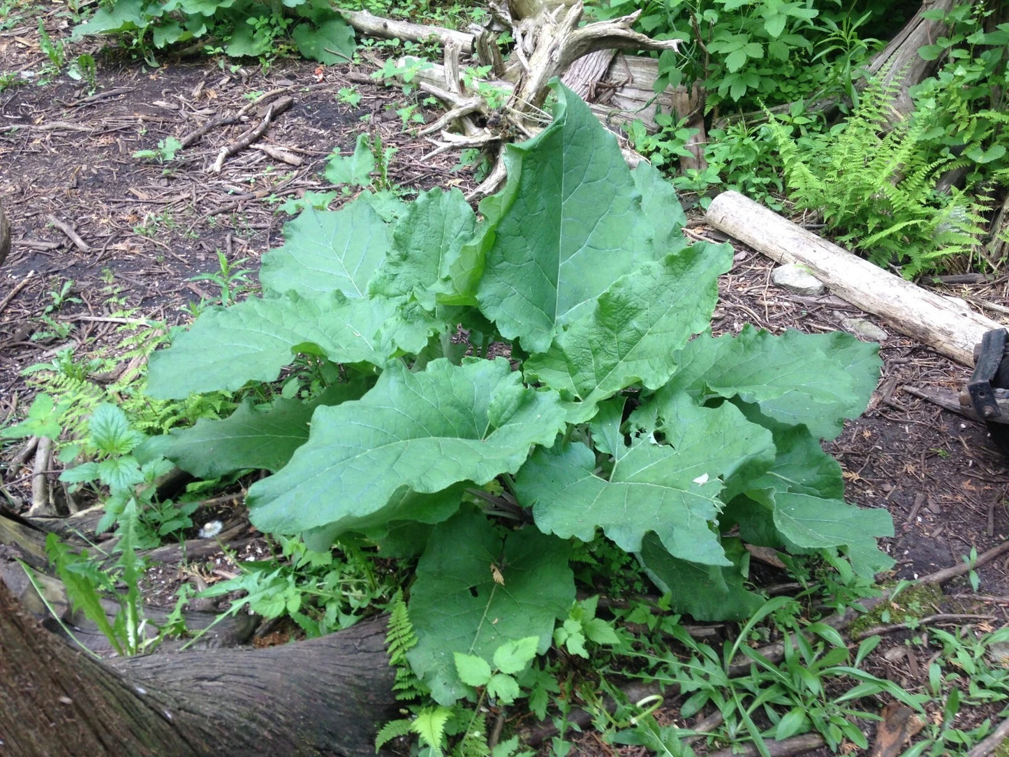 Burdock Plants, 5 Established Plants, Organic Medicinal Herb, Arctium lappa