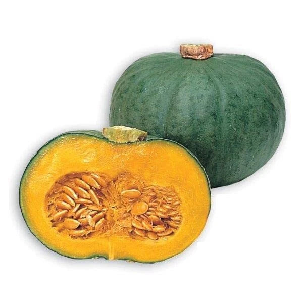 Blue Kuri Squash Seeds - 10 Pack for Planting - Cucurbita maxima - Heirloom Variety - Ships from Iowa, USA