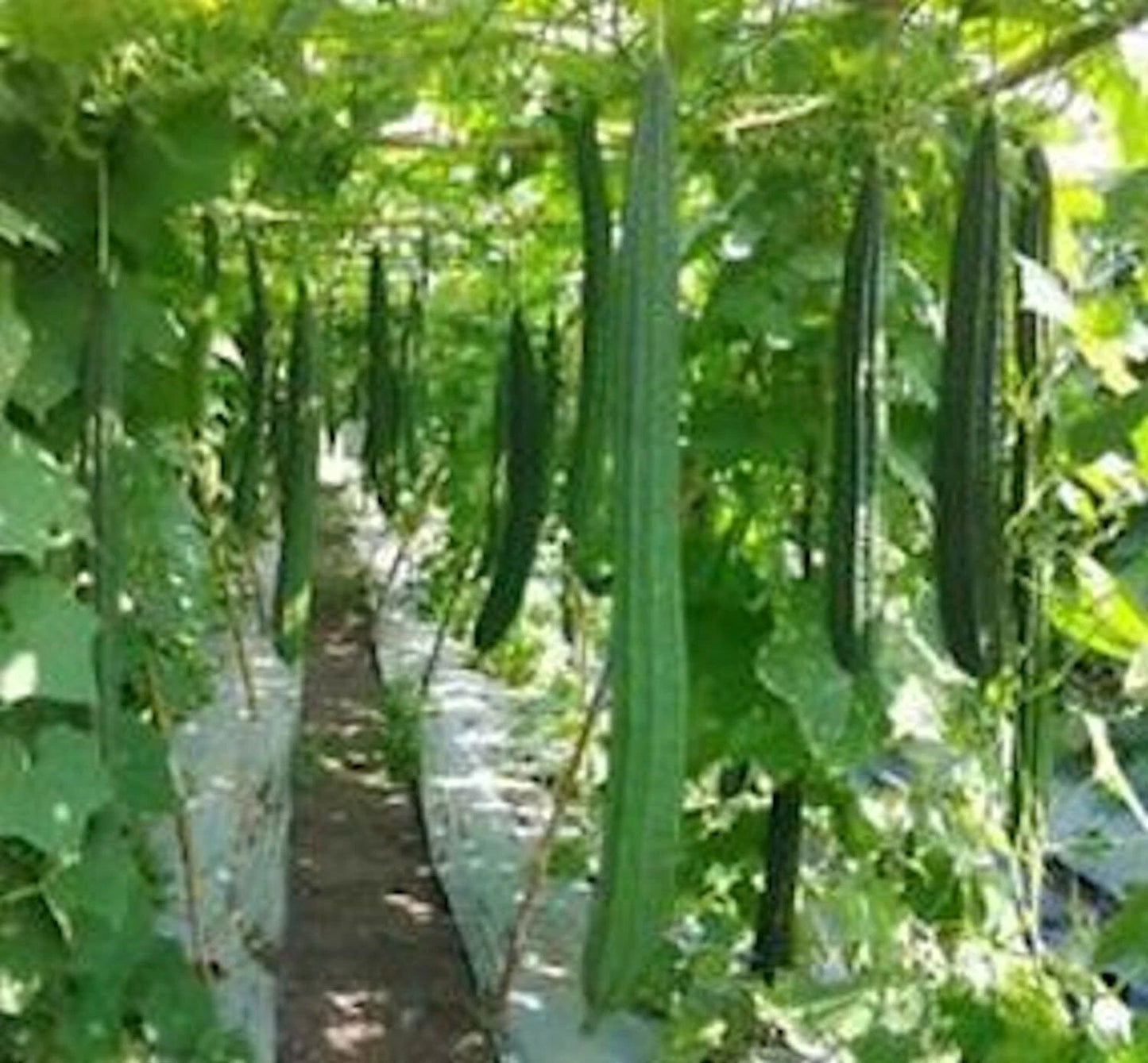 Angled Luffa Seeds, Non-GMO Sponge Gourd Seeds, Luffa Acutangula, Shipped With Tracking