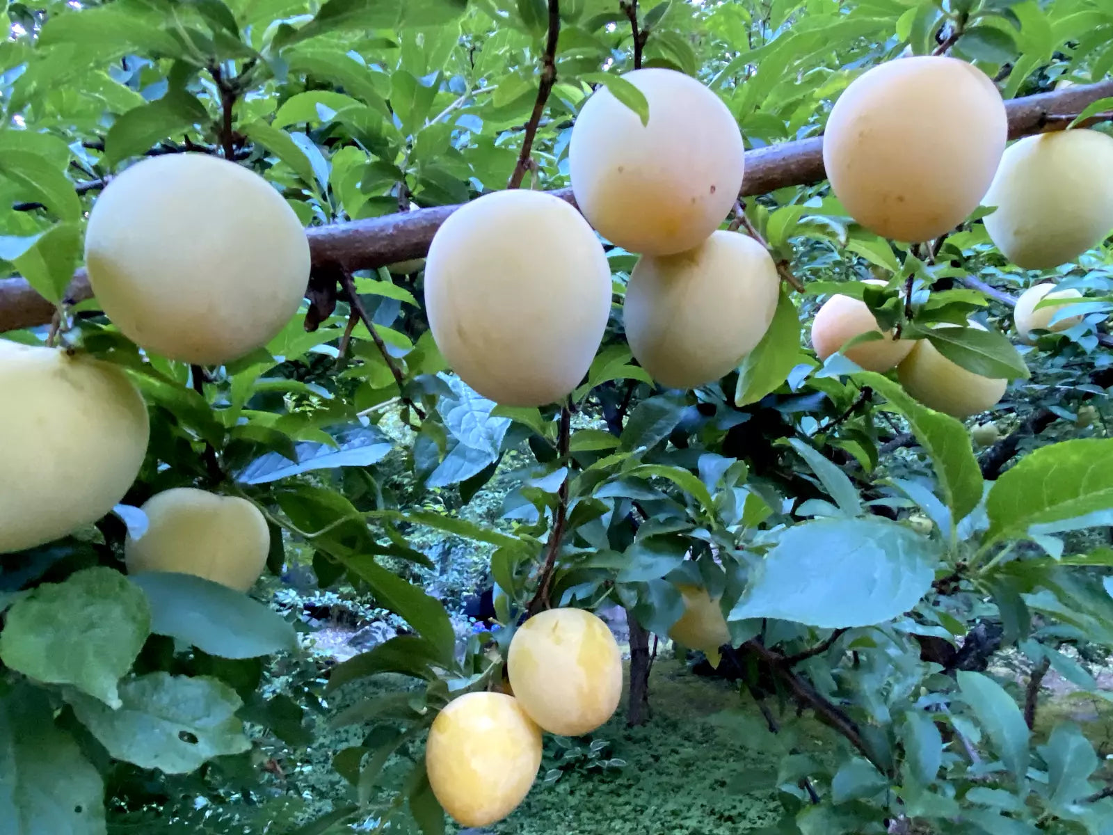 Japanese Yellow Plum Cuttings - Large Juicy Fruits - Edible Landscaping - White Flowers - Prunus salicina