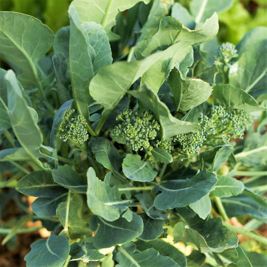 Broccoli Rabe Seeds - 2025 Planting Spring Rapini Broccolini - Brassica ruvo