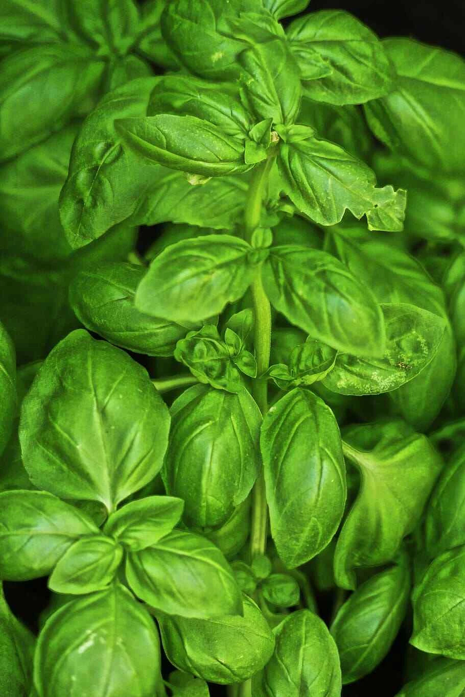 Sweet Basil Seeds, 500 Count, Culinary Herb, Ocimum basilicum, Non-GMO
