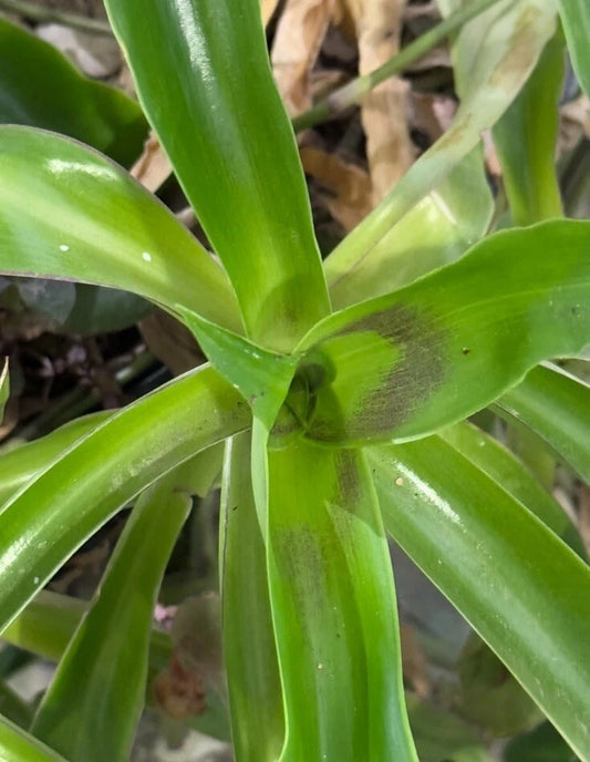 Basket Plant Cuttings 5 Pieces Green Callisia Fragrans 4”-6" - Easy Care Indoor Plant for Home Decor