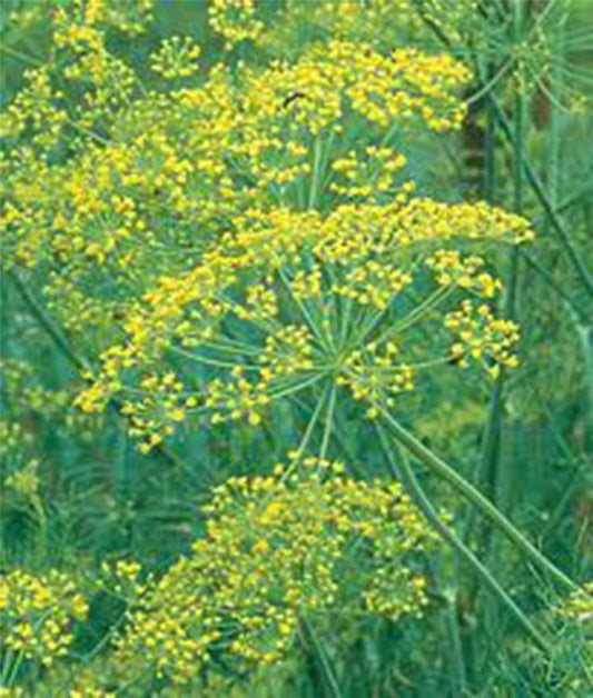 Mammoth Long Island Dill Seed, Heirloom Non-GMO, 500 Seeds, Culinary Spice, Anethum graveolens