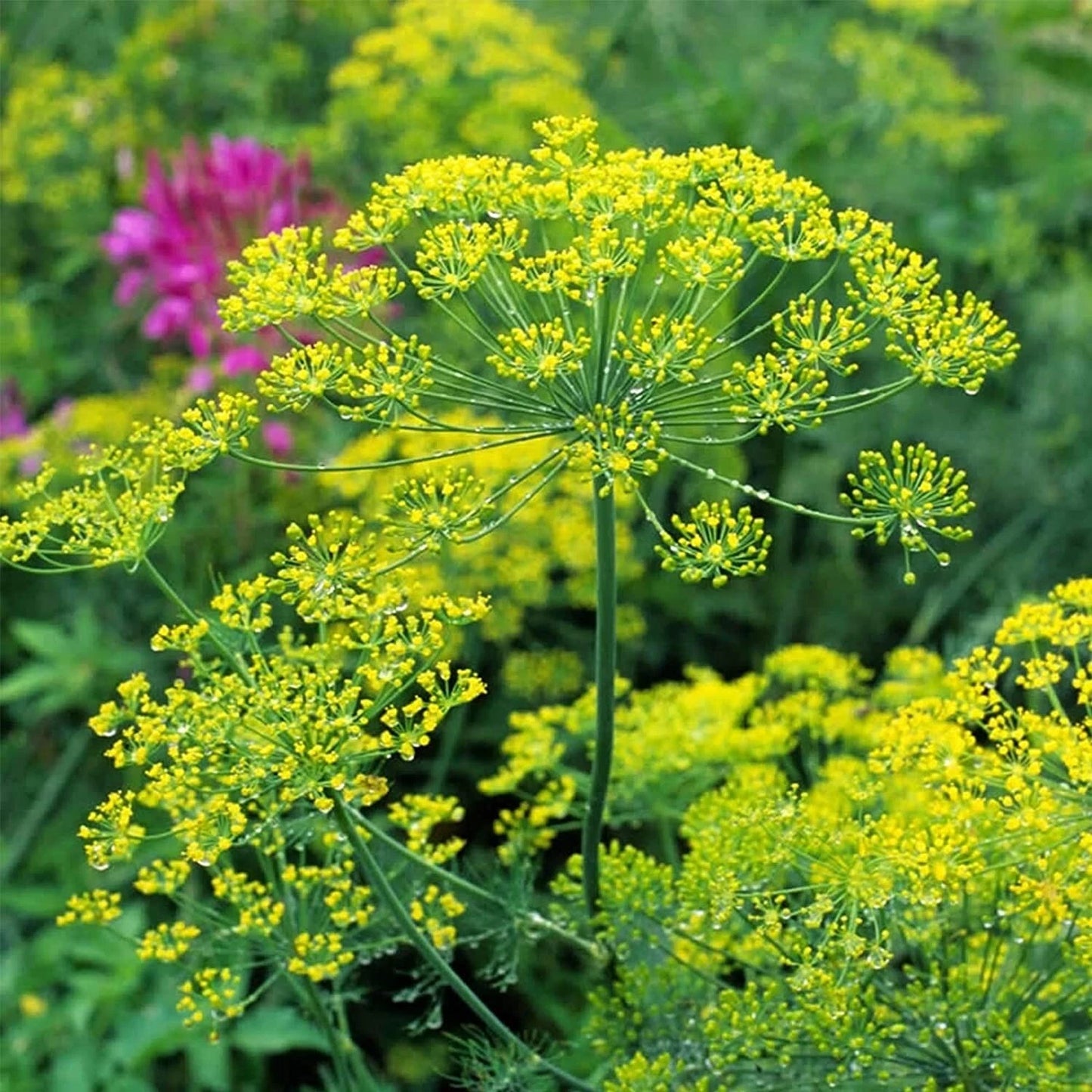 Bouquet Dill Seeds - 150+ Seeds - Anethum graveolens - Culinary Herb for Gardens and Pots