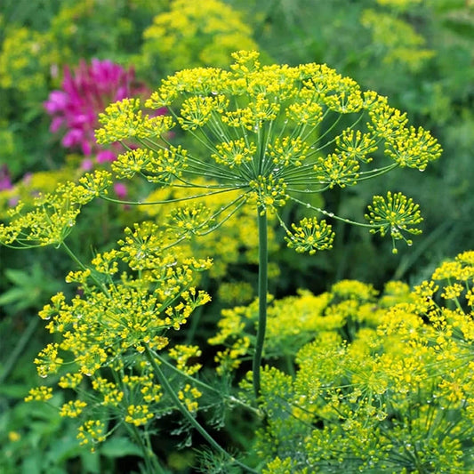 Bouquet Dill Seeds - 150+ Seeds - Anethum graveolens - Culinary Herb for Gardens and Pots