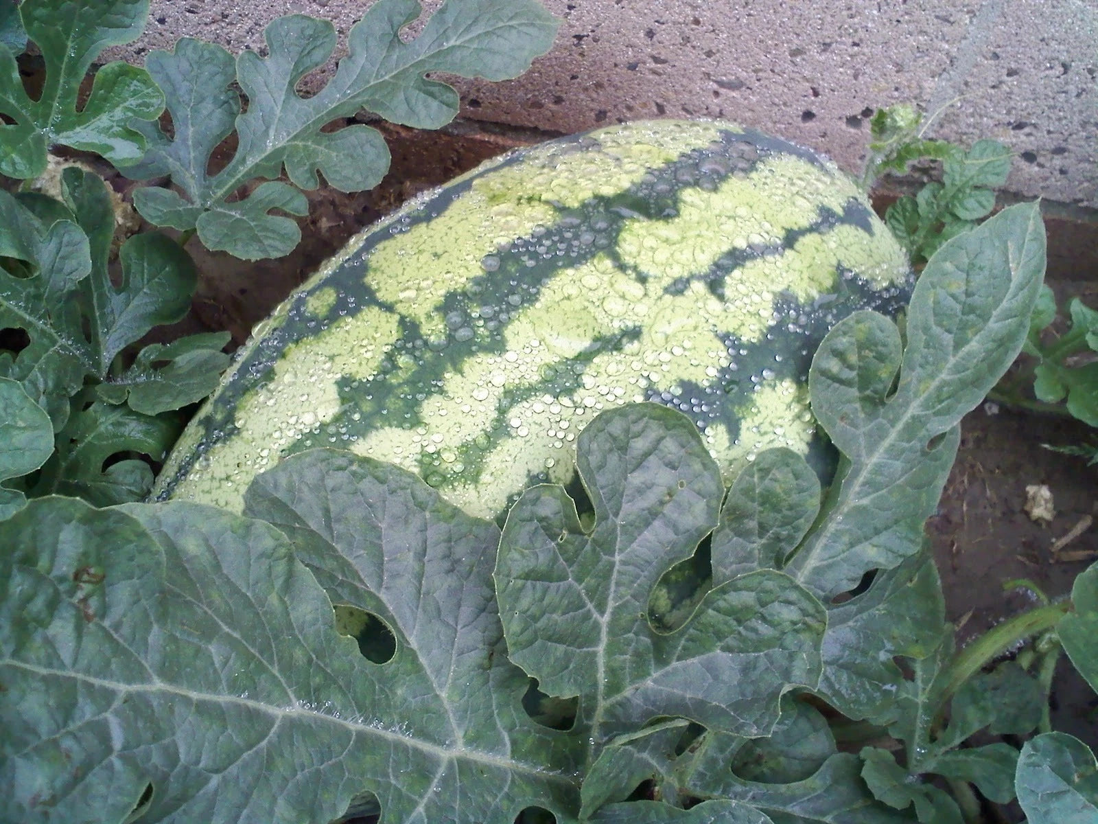 Watermelon Seeds - Georgia Rattlesnake Variety - Fresh Heirloom Seeds for Planting - Citrullus lanatus