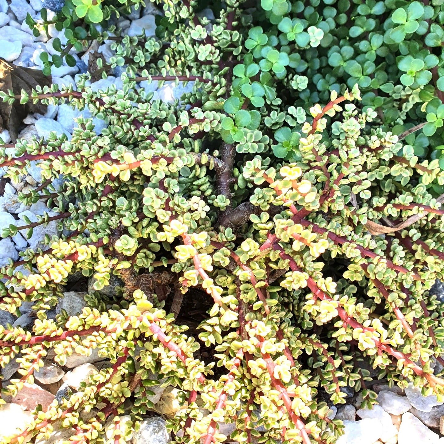 Elephant Bush Cuttings - 6 Variegated Succulent Cuttings - Drought Tolerant Easy Grow Plants - Portulacaria afra