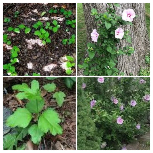 12 Live Rose of Sharon Hibiscus Starter Bushes, Fast Growing, 12" Roots, Hardy Perennial Plant (Hibiscus syriacus)