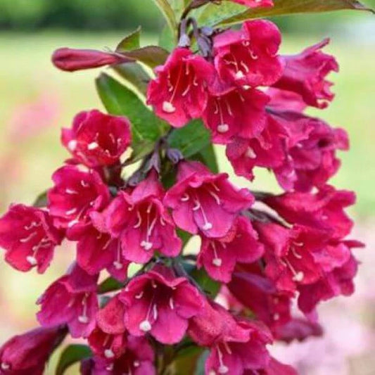 Java Red Weigela Live Plant 4 Inch Pot Size Weigela florida 'Java Red' 12+ Inches Tall Purple-Green Foliage, Deep Pink Flowers