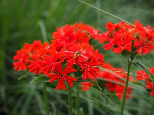 Maltese Scarlett Cross Seeds - Lychnis chalcedonica - 50+ Seeds, Vibrant Red Blooms, Easy to Grow, Garden Flowers