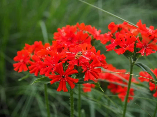 Maltese Scarlett Cross Seeds - Lychnis chalcedonica - 50+ Seeds, Vibrant Red Blooms, Easy to Grow, Garden Flowers