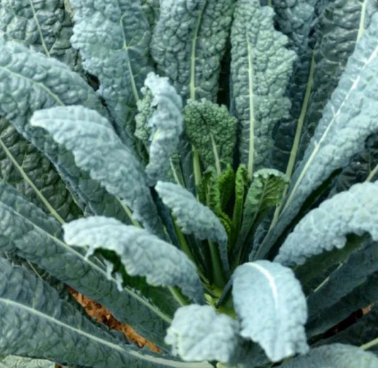 Lacinato Kale Seeds, 4000 Count, Italian Dinosaur Kale, NON-GMO, Brassica oleracea var. sabellica