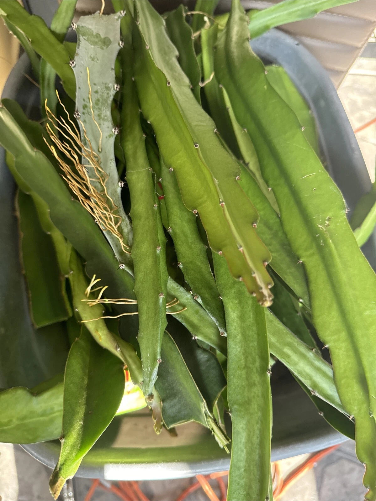 Dragon Fruit Cuttings 8-14 Inches, Red Skin Variety, Hylocereus undatus - 4 Pack for Planting and Propagation