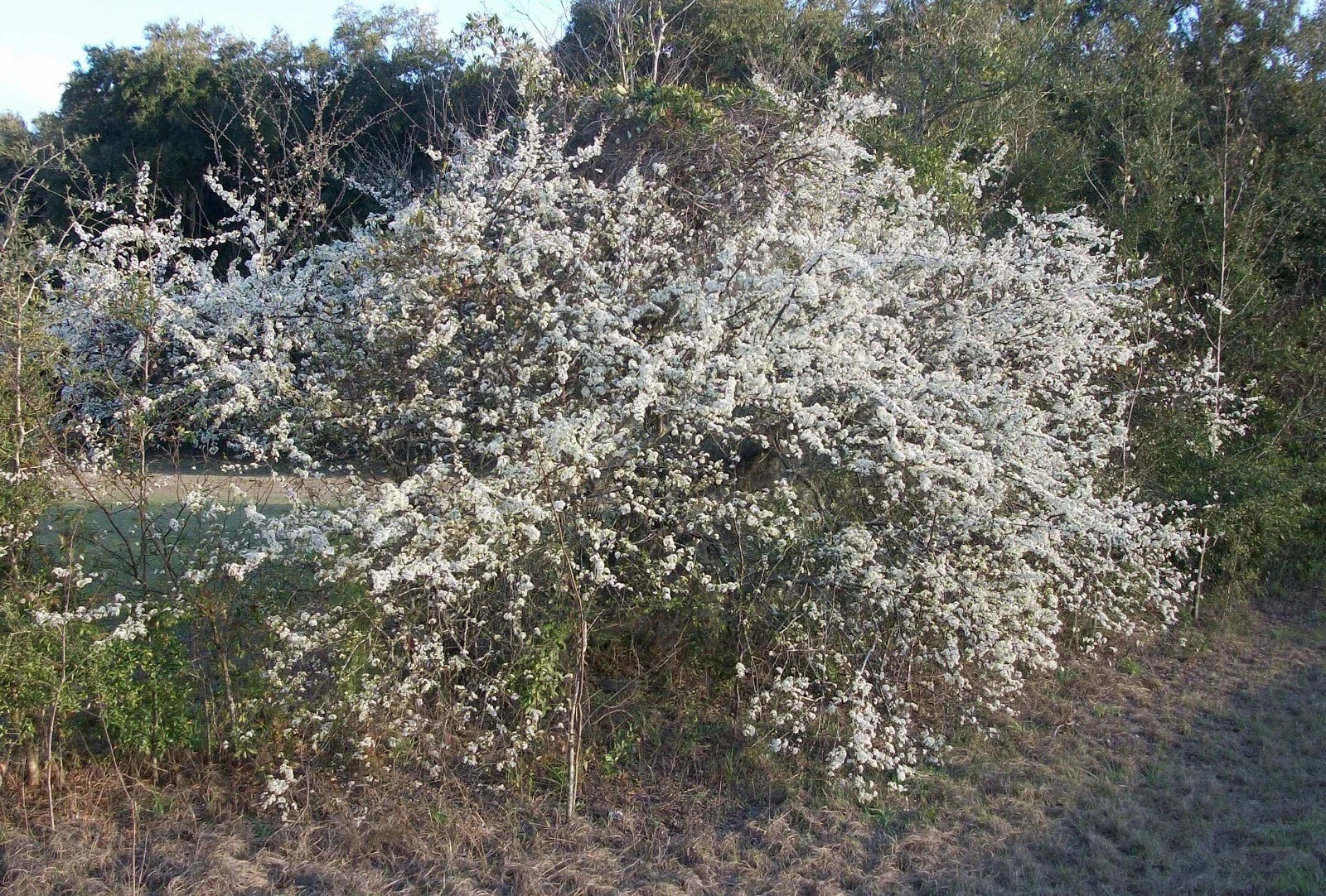 Wild Plum Tree Live Plant 12-18 Inches Prunus spp. 1-2 Years Old, Hardy Zones 5-9, Freshly Dug, Priority Shipping