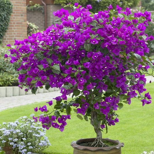 Bougainvillea Starter Plant - Violet - Live Well Rooted Plug Plant - Bougainvillea spp.