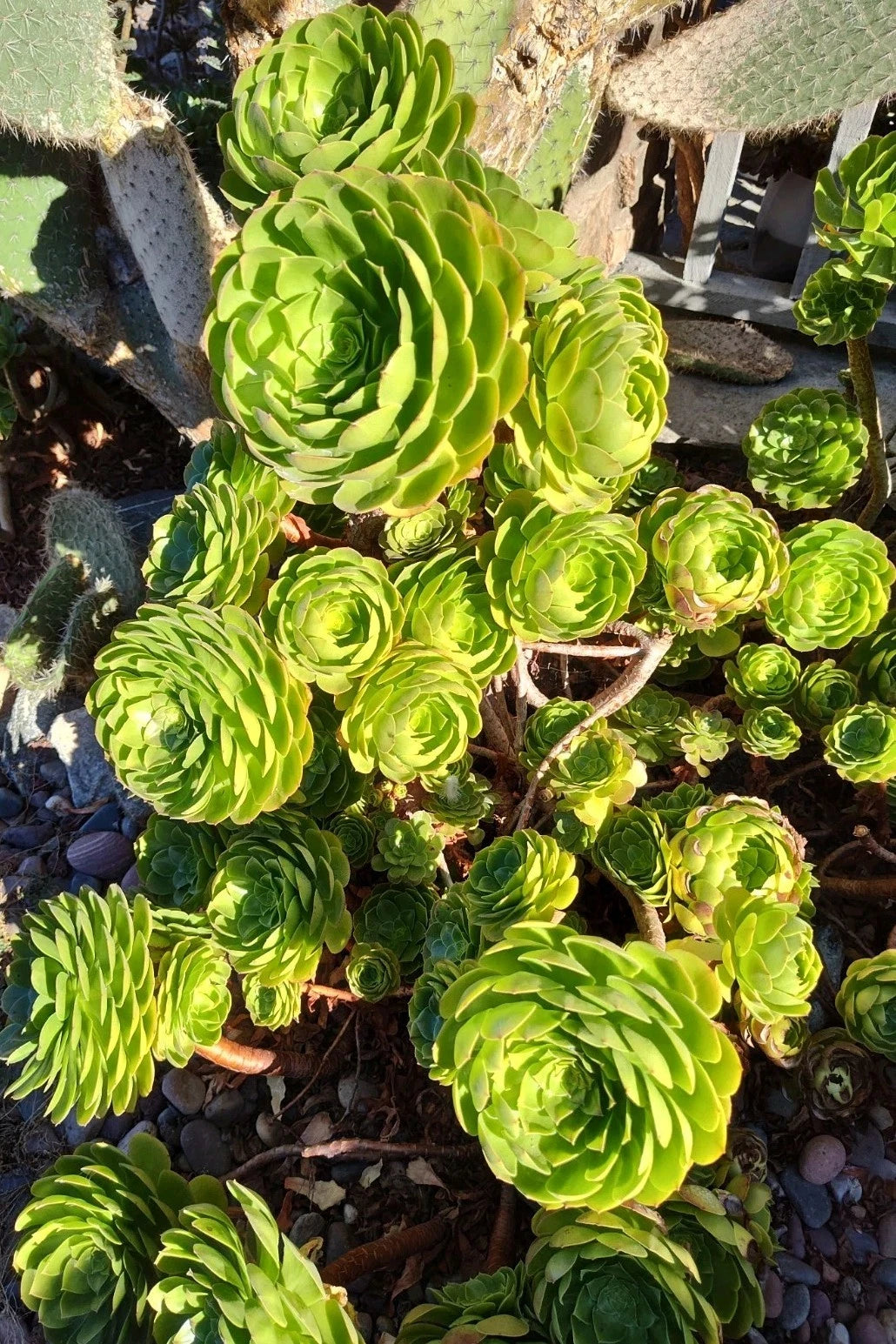 Aeonium Madeira Rose Cuttings 2-4" Succulent Plants Rosette Style (Aeonium 'Madera Rose')
