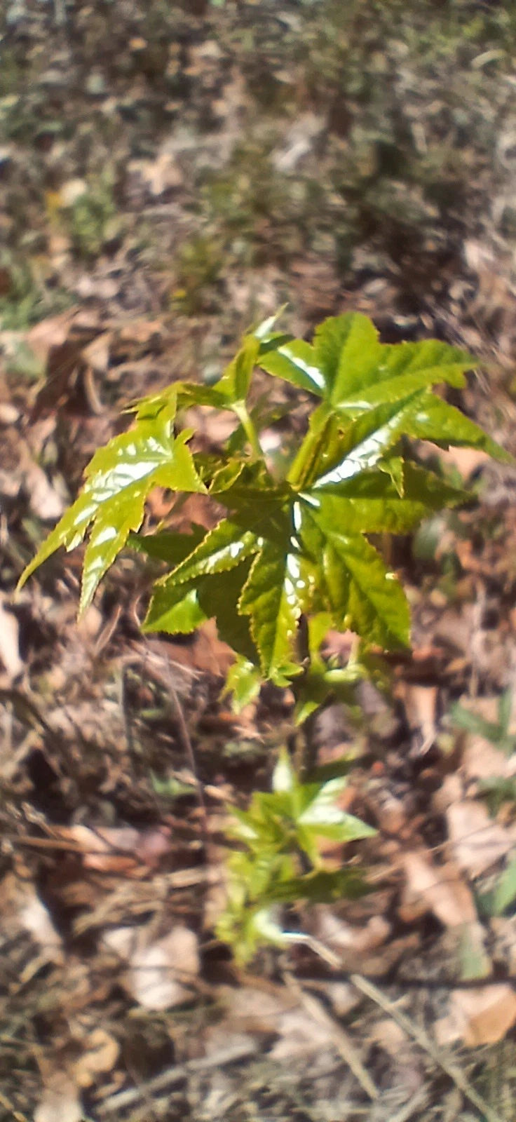 Sweet Gum Trees 5-Pack 10"-1ft Tall Rare Southern Alabama Liquidambar styraciflua Seedlings