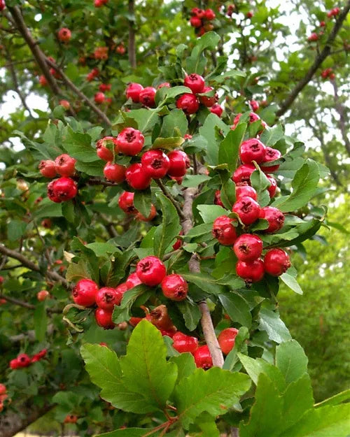Mayhaw Fruit Tree Seedling 1ft Crataegus aestivalis Bare Root USA Seller