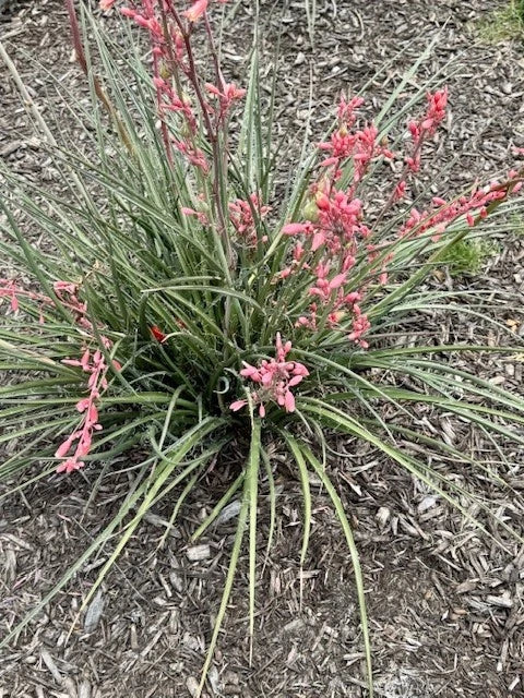 False Yucca Seedlings, Coral Yucca, Red Yucca, Yucca Rostrata, Drought ...
