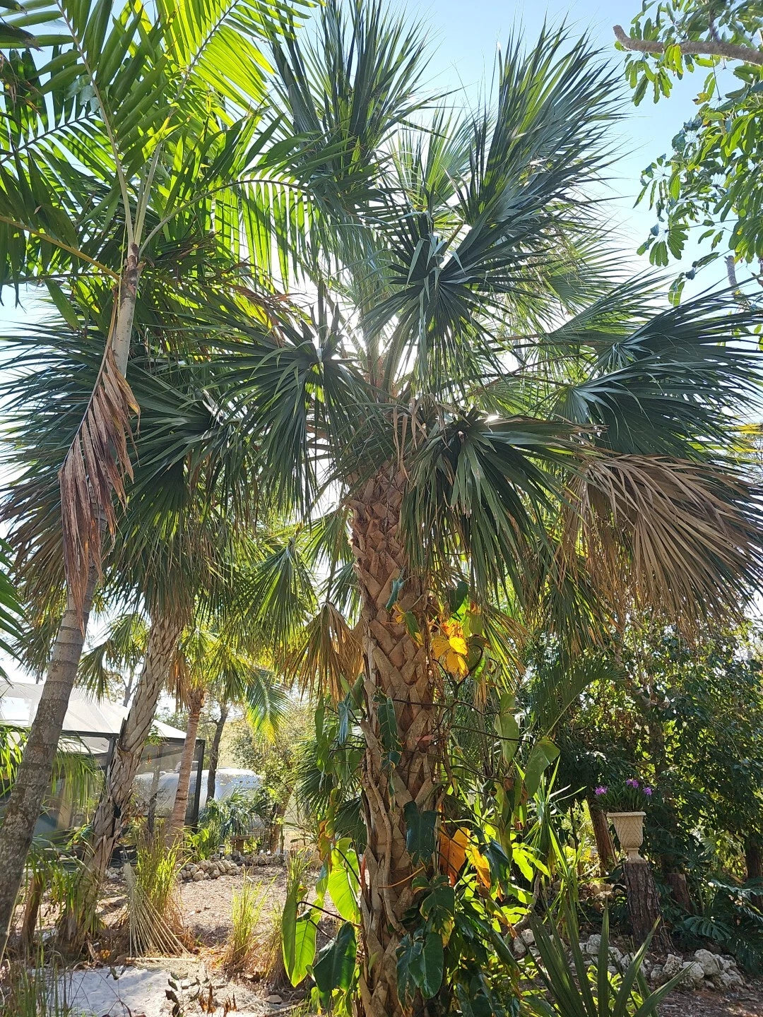 2pc Live Sabal Texas Palmetto Palm Tree Seedlings, Florida Grown, Cabbage Palm (Sabal mexicana)