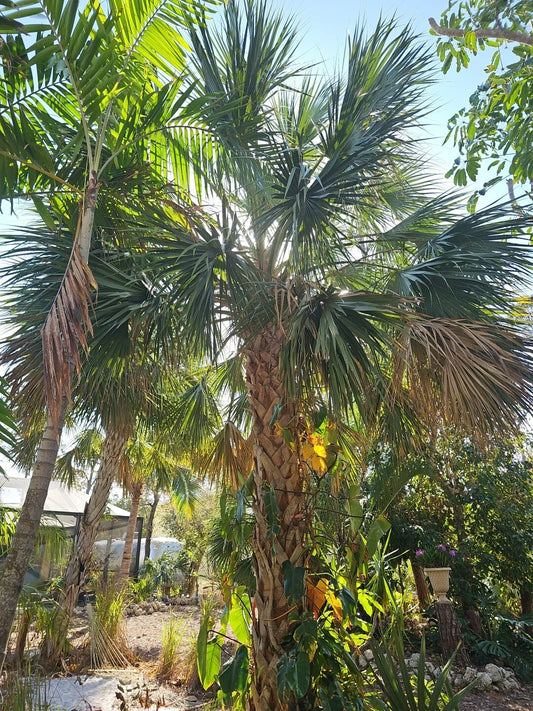 2pc Live Sabal Texas Palmetto Palm Tree Seedlings, Florida Grown, Cabbage Palm (Sabal mexicana)