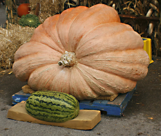 15 Seeds Pumpkin Dill's Atlantic Giant - Heirloom Vegetable Seeds - Cucurbita maxima - GroCo USA