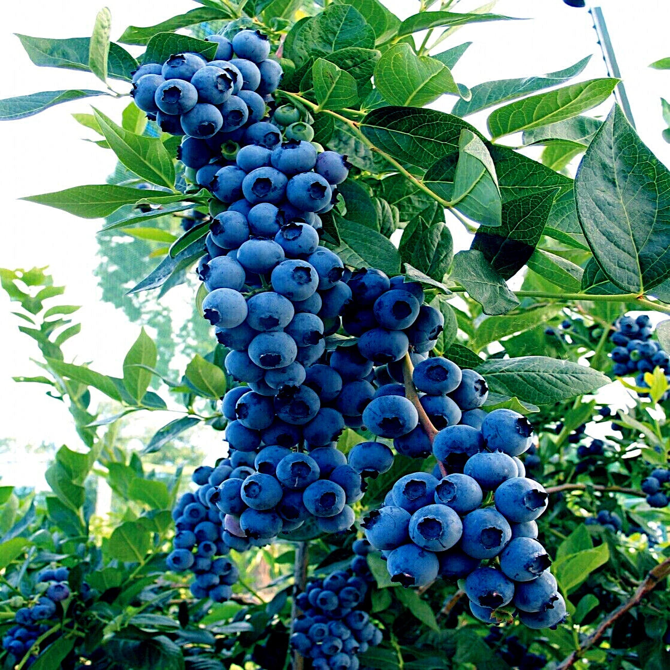 Blueberry Tree Seeds - Southern Highbush Variety - Cold Hardy Garden Fruit Plant - Vaccinium corymbosum