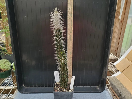 Alluaudia montagnacii Plant - Madagascar - Rare Size - Unique Succulent for Collector