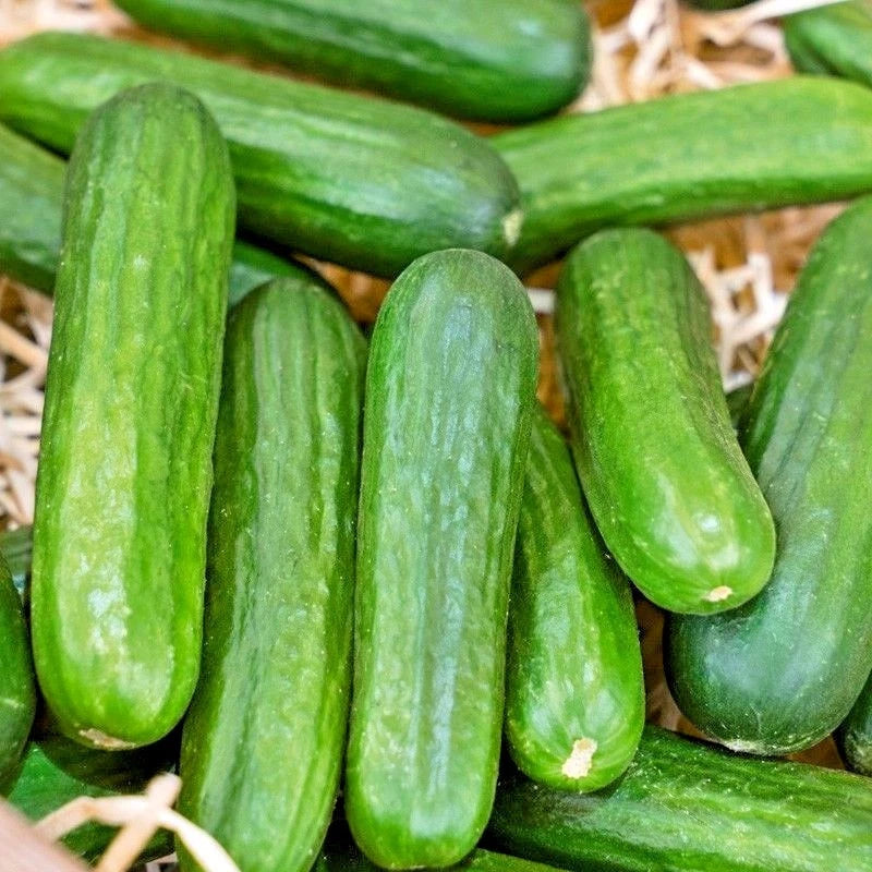 Muncher Cucumber Seeds - Organic Summer Vegetable for Container Gardening - Cucumis sativus - 31+ Seeds