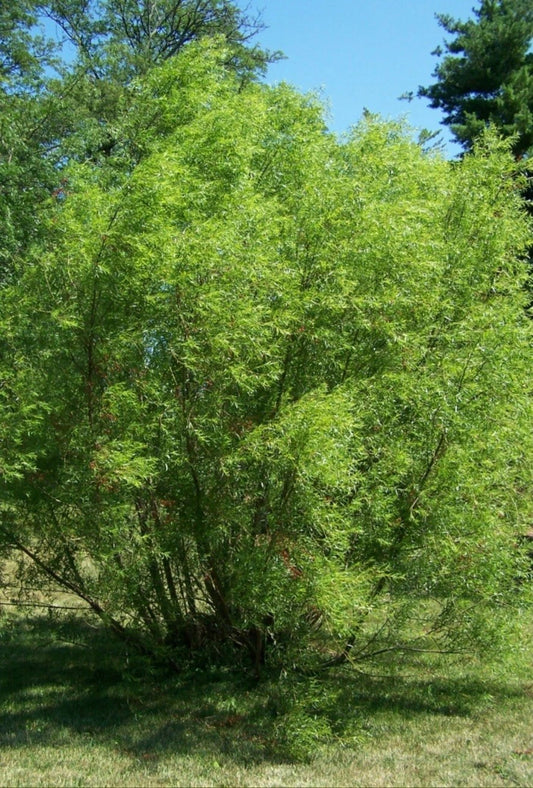 Black Willow Tree Cuttings - 12 Pack - Fast Growing Shade & Privacy Tree - Salix nigra