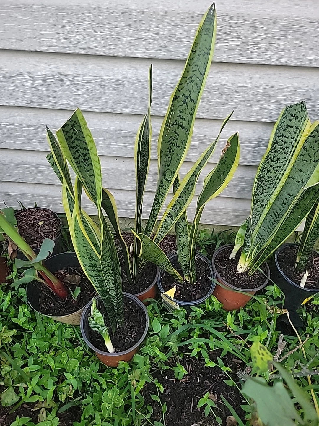 Live Snake Plant 18 Inches Tall - Sansevieria trifasciata - Rooted Indoor Plant for Home Decor and Air Purification