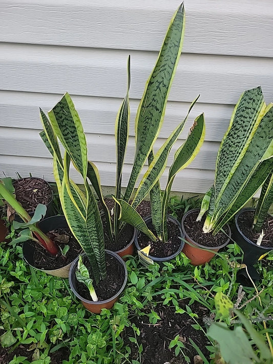 Live Snake Plant 18 Inches Tall - Sansevieria trifasciata - Rooted Indoor Plant for Home Decor and Air Purification
