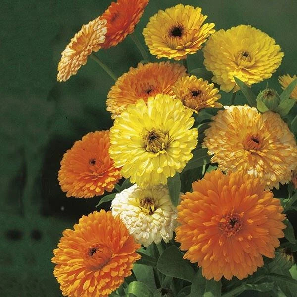 Calendula Seeds 100 Ct - Fiesta Gitana Dwarf Annual Flower - Calendula officinalis - USA Free Shipping