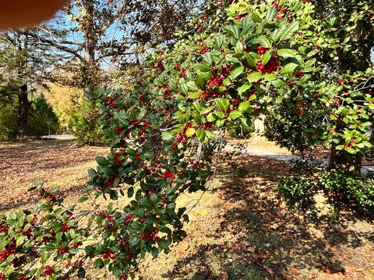 American Holly Tree Cuttings (Ilex opaca) - 10 Hardy Shrub Plants for Native Virginia Landscaping Screen