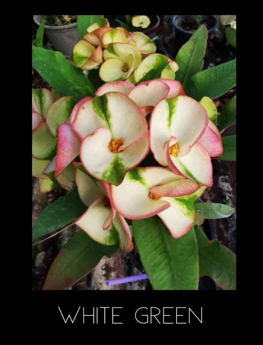 Crown of Thorns Plant - White Green Variety - Thai Rooted Euphorbia Milii, Corona De Cristo
