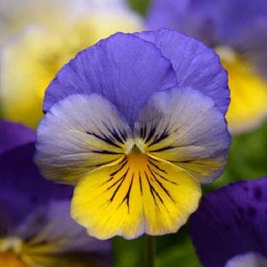 15 Pansy Seeds - Cool Wave Morpho Trailing Pansy - Viola x wittrockiana - Perfect for Hanging Baskets and Containers