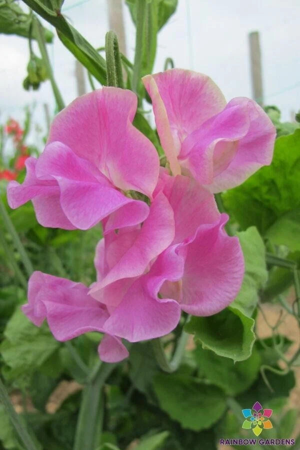 Bobby Chisholm Sweet Pea Seeds - 50+ Pack - Heirloom Variety - Lathyrus odoratus - Perfect for Garden Planting, USA