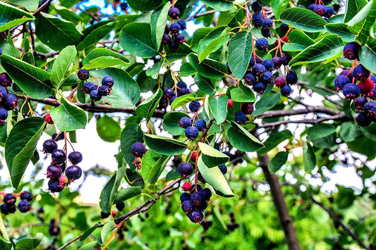 30 Juneberry Seeds for Planting - Amelanchier lamarckii - Edible Berries, Ornamental Tree, Hardy Perennial