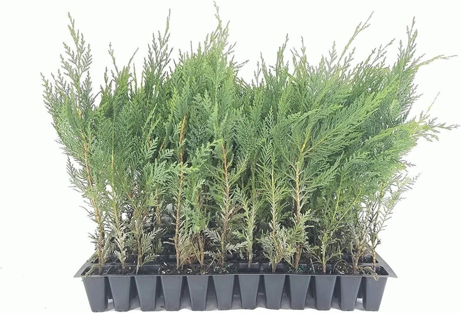 10 Murray Cypress Trees Live Plants 30-40 ft Evergreen Privacy Screen Cupressus macrocarpa