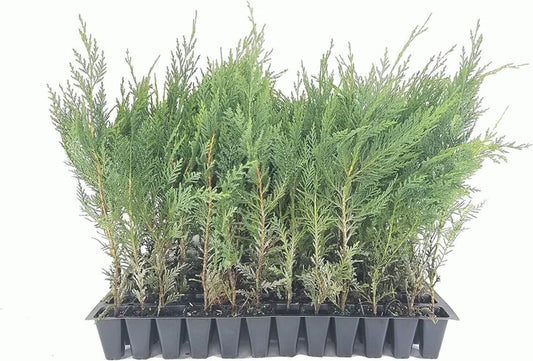 10 Murray Cypress Trees Live Plants 30-40 ft Evergreen Privacy Screen Cupressus macrocarpa