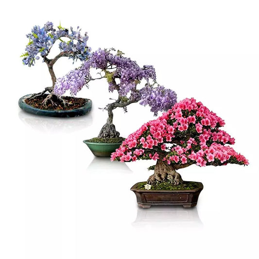 Flowering Bonsai Tree Seeds Bundle - 3 Types, Vibrant Flowering Varieties, Bonsai Seeds for Gardening, Various Colors
