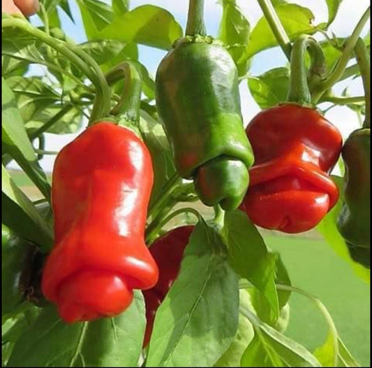 10+ Seeds Peter Pepper Heirloom Hot Pepper, Non-GMO, Capsicum annuum