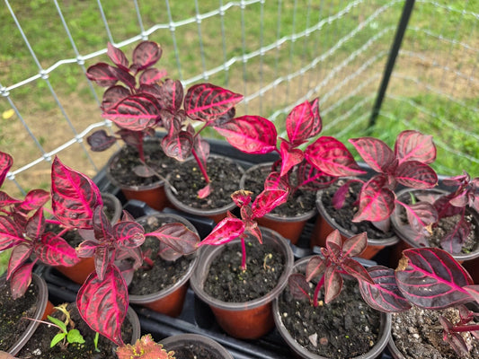 Live Starter Plant - Bloodleaf (Iresine herbstii) - Lysine Chicken Gizzard Variety - Rooted
