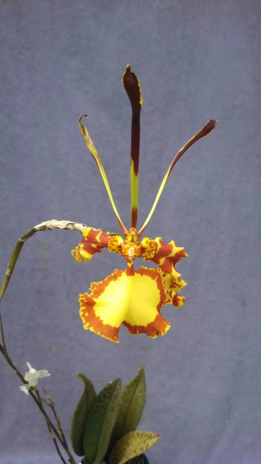 Psychopsis Mendenhall 'Hildos' FCC/AOS Orchid Plant in 2.5" Pot, Unusual Rooted Orchid, Exotic Houseplant