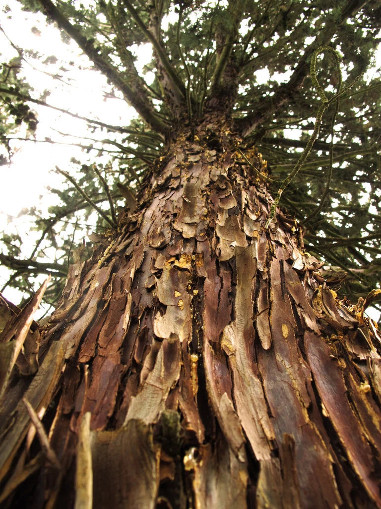 Arizona Cypress Seeds, 25 Count, Cupressus arizonica, Drought-Resistant Evergreen, Ideal for Landscaping and Privacy Screens