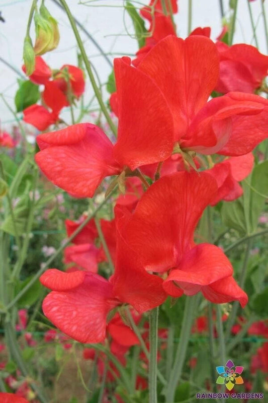 Jimmy Sweet Pea Seeds - 50+ Pack - Garden Planting - Lathyrus odoratus - USA