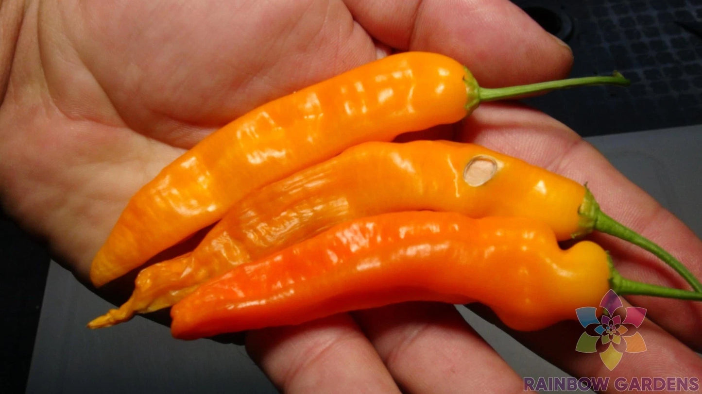 Aji Ahuachapau Hot Pepper Seeds - 25+ Pack - Organic Garden Seeds - Capsicum baccatum