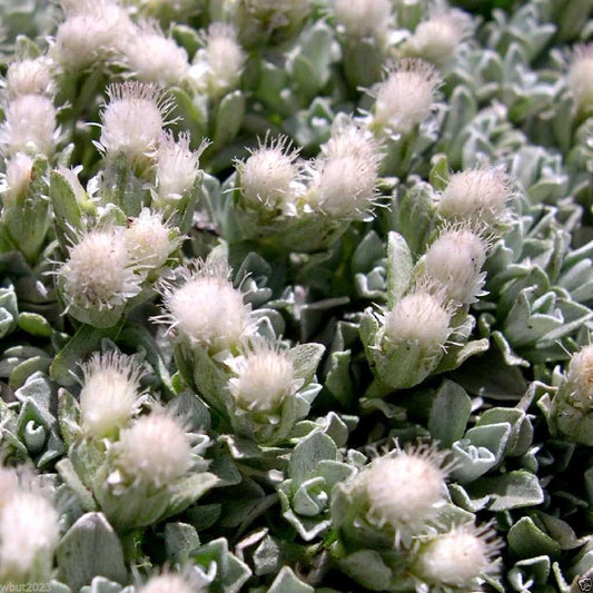 500 Antennaria Seeds - White Pussytoes - Perennial Ground Cover Plant - Antennaria dioica