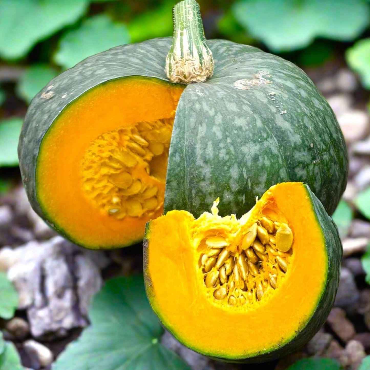 Kabocha Squash Seeds 15pcs - Japanese Green Pumpkin Variety - Cucurbita maxima
